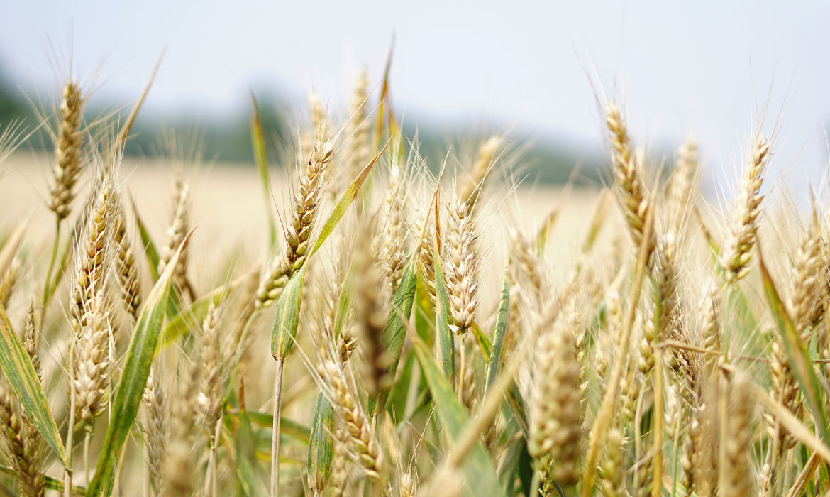 slider-landwirtschaftsbetrieb-kupfer04